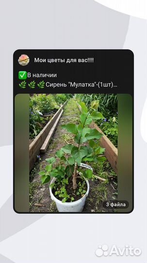Сирень Мулатка