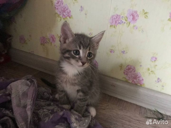 Кошки в добрые руки бесплатно
