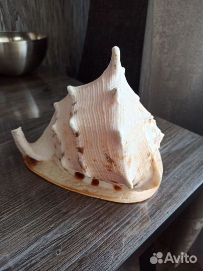 Ракушка морская большая