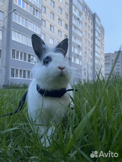 Декоративные кролики