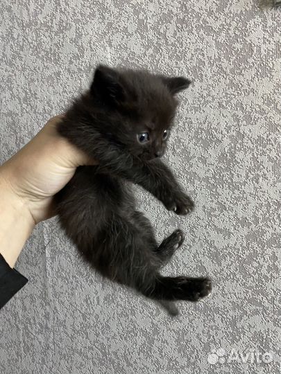 Шотландская помесь