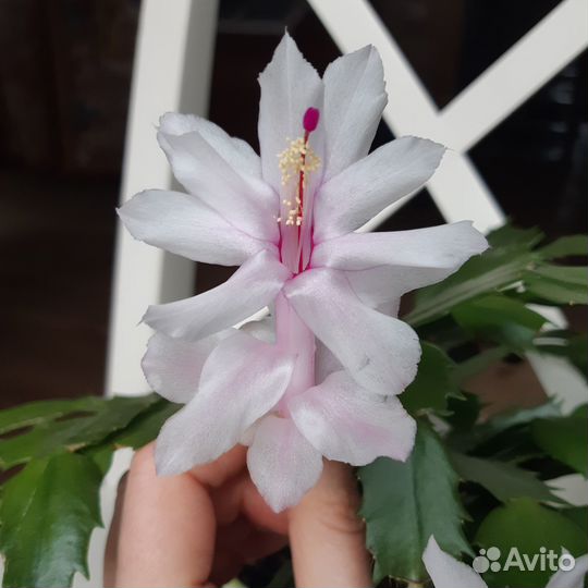 Декабрист (шлюмбергера) разные цвета