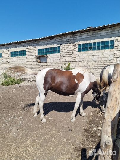 Продам лошадь (кобылу)