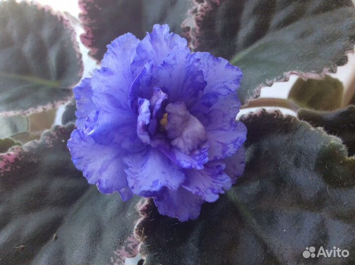 Фиалки (детки/ листы)