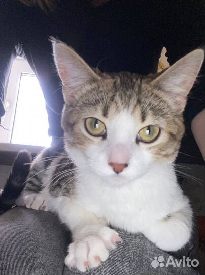 Отдам домашнюю кошечку в добрые руки