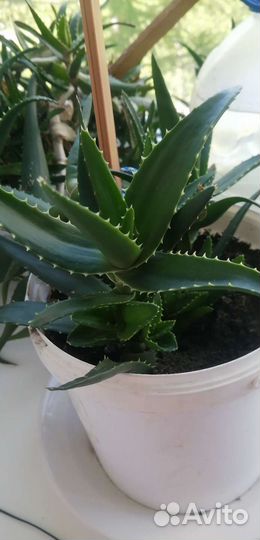 Антуриум, алоэ