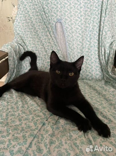 Котенок в добрые руки