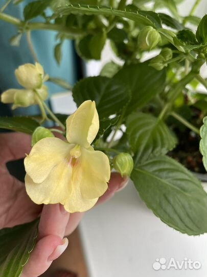 Орхидный желтый бальзамин