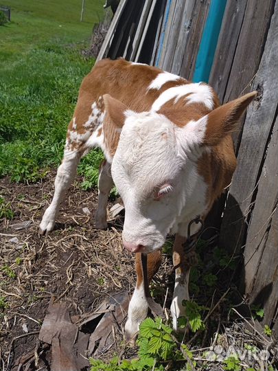 Бычок 1 месяц