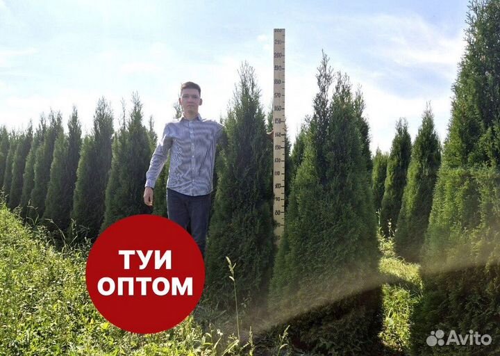Туя смарагд рост 202 см /опт 150 шт