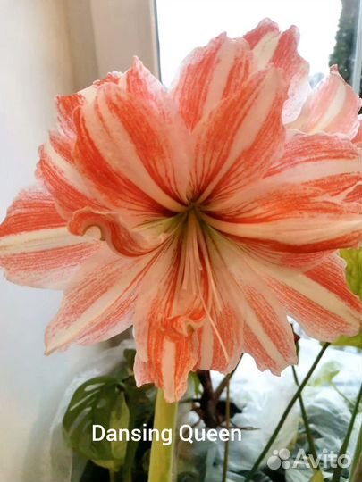 Гиппеаструм. Гибридные сеянцы