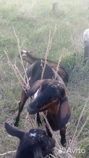 Козы дойные, нубийские, чехо-альпийские