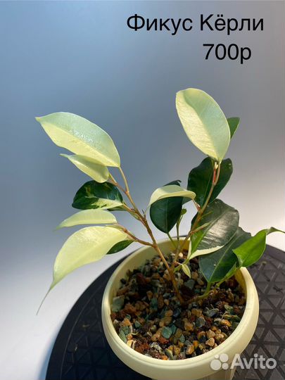 Продам фикусы