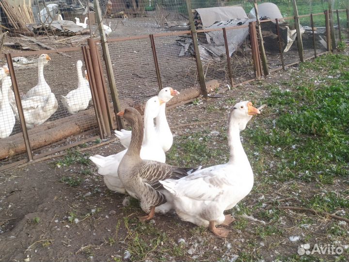 Продам Домашнюю птицу