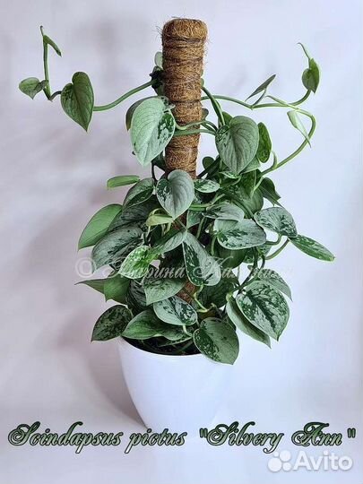 Сциндапсусы