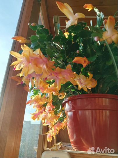 Декабрист шлюмбергера