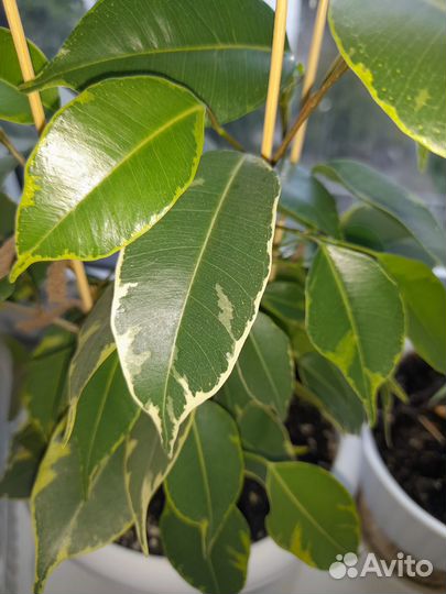 Фикус пестролистный