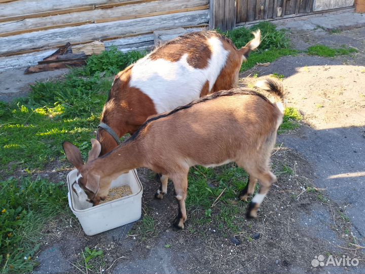 Коза дойная с козочкой