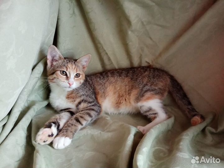 Трёхцветный котенок в добрые руки