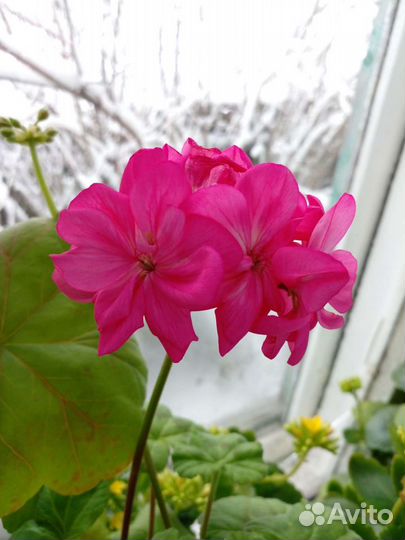 Герани и пеларгонии