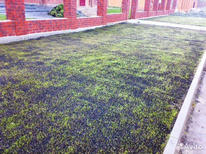 Газон под ключ, посевной газон