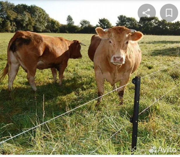 Электропастух для крс