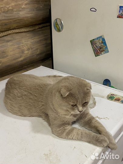 Шотландский кот вязка