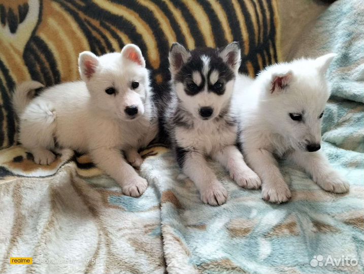 Щенки Хаски