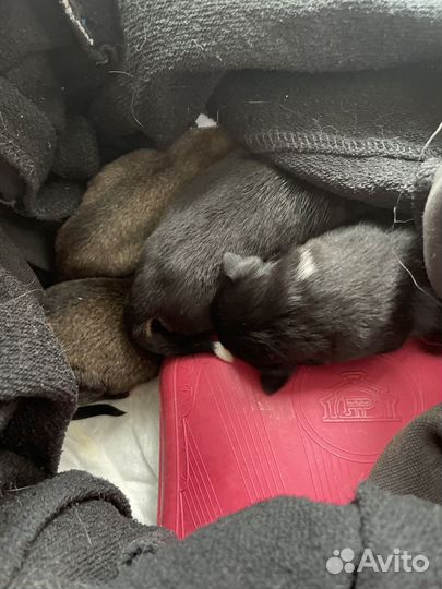 Щенки бесплатно