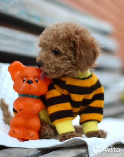 Мини той пудель