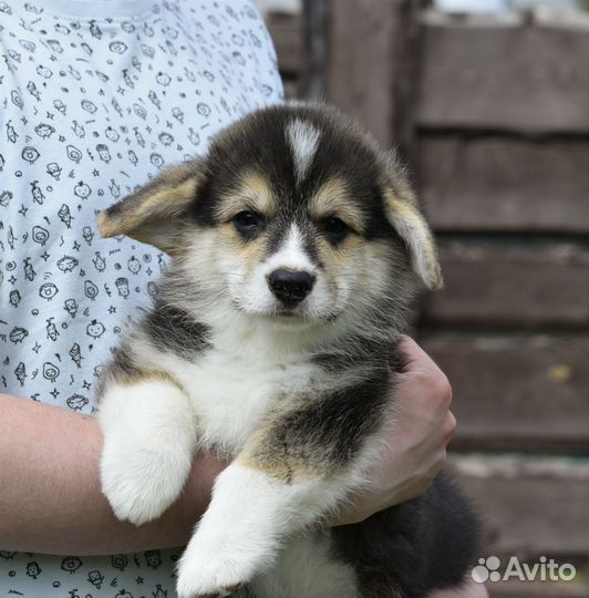 Вельш корги пемброк,кобель