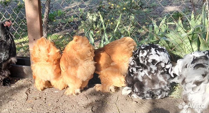 Петушок Кохинхин палевый