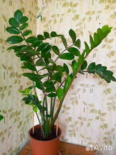 Комнатные цветы