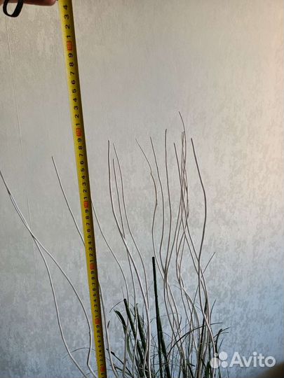 Композиция сухоцветов