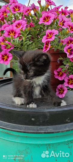 Котята в добрые руки бесплатно