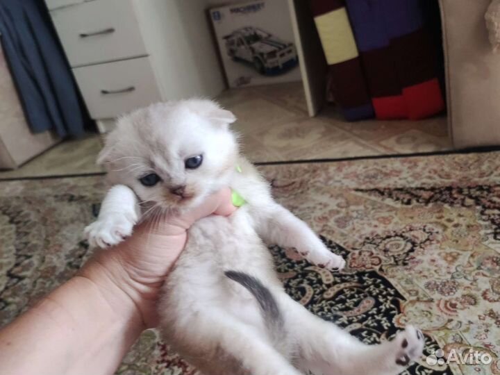 Британская кошка