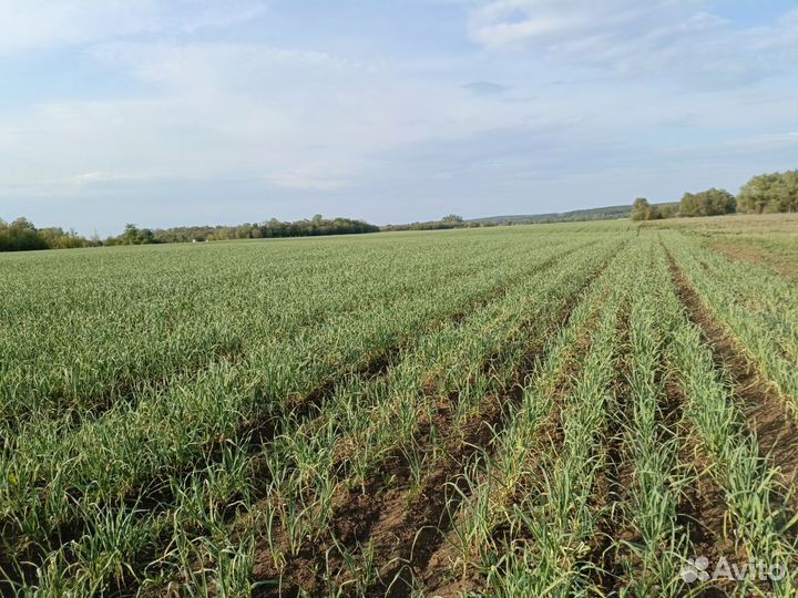 Чеснок озимый для посадки