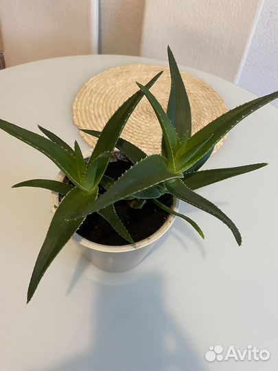 Комнатные цветы алоэ