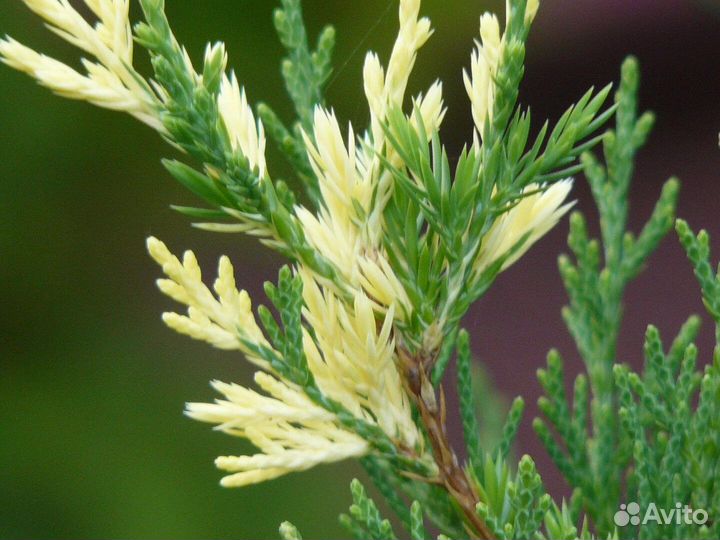 Можжевельник(Juniperus Sabina Variegata) )