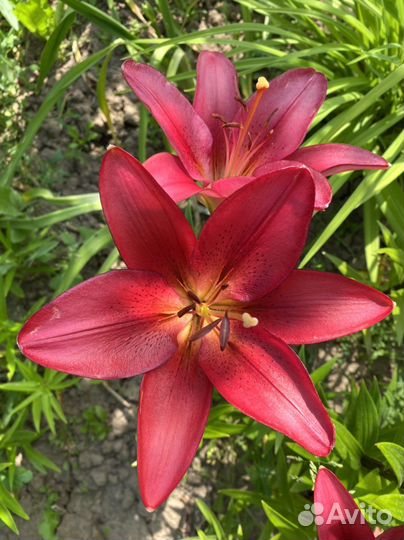 Жемчужница, лилейник, лилии