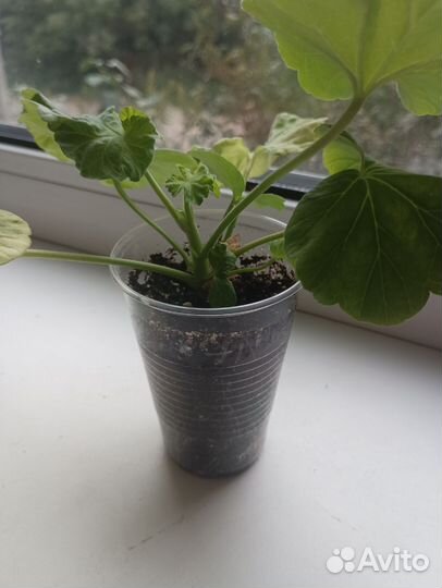 Герань пеларгония