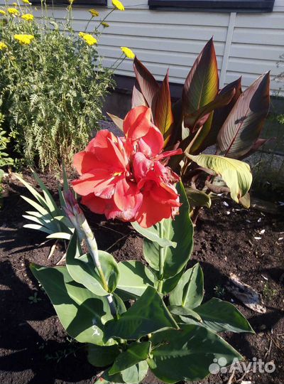 Примула Хоста Эхинацея Лилейник Хризантема, пряные