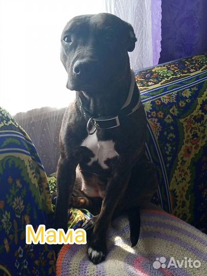 Продается щенок питбультерьера (мальчик)