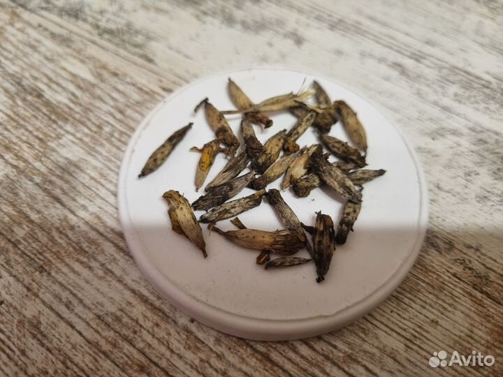 Бархатцы тонколистные семена