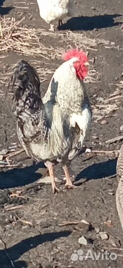 Куры и петухи домашние