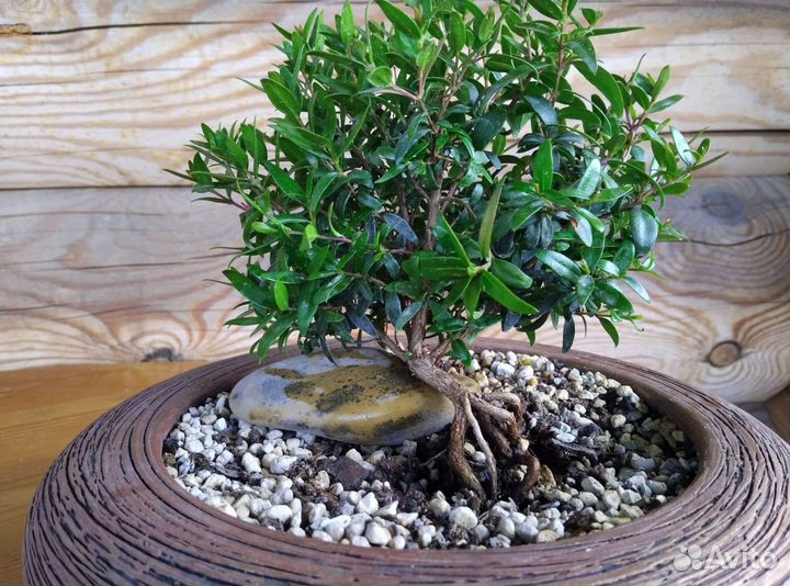Мирт. Бонсай
