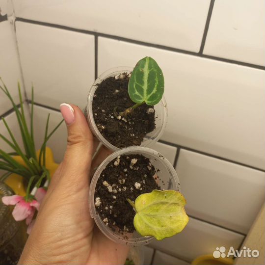 Антуриум сильвер блаш