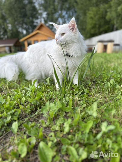 Мейн-кун вязка