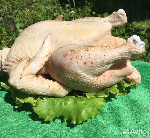 Кура домашняя