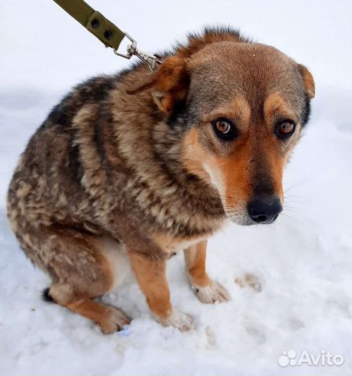 Забери меня с отлова